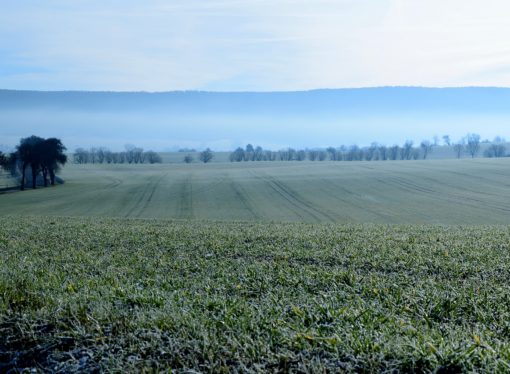 Agricoltura ko. Il freddo “gonfia” anche i prezzi