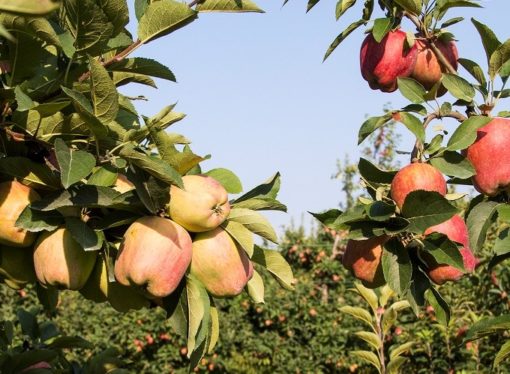 Quando la burocrazia è nemica dell’ambiente