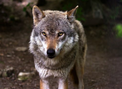 Parco del Ticino, torna il lupo, ma gli alieni spopolano