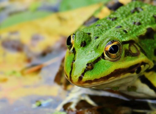 I tesori del fiume all’ex Dogana Austroungarica