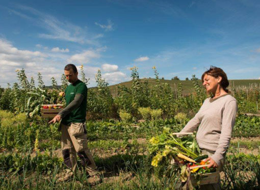 Ecco i nuovi custodi dell’alimentazione sana