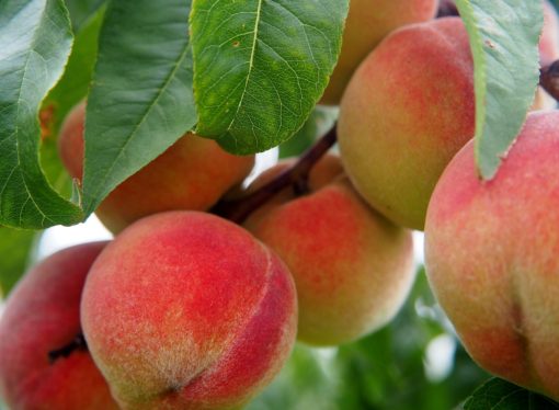 Adotta un albero e diventa un “agricoltore digitale”