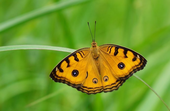 Vieni anche tu a guardare le farfalle nel Parco del Ticino