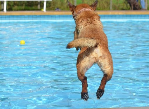 È estate anche per fido, portalo in piscina