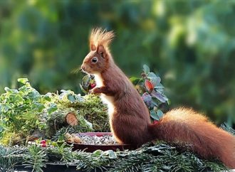 Ecco lo scoiattolo rosso, tesoro del Parco del Ticino