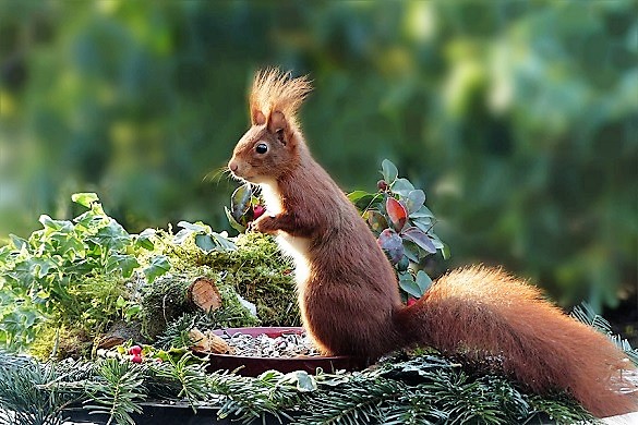 Ecco lo scoiattolo rosso, tesoro del Parco del Ticino