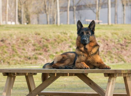Regione: 380 mila euro per addestrare i cani guida