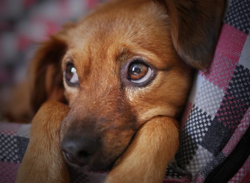 “Ogni lasciata è pestata”, contest social sui cani