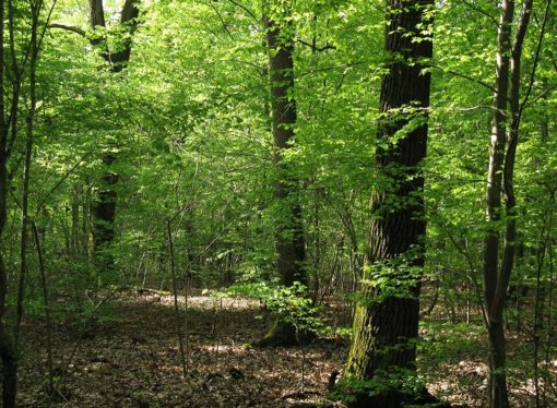 Parco Ticino: a Bernate rivivrà il bosco antico