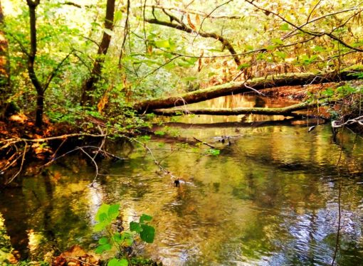 Passeggiare in mezzo alla natura per tornare in forma