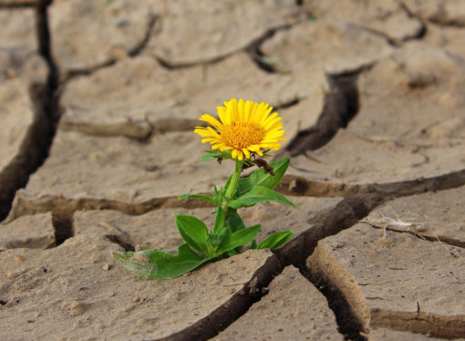 Affrontare i cambiamenti climatici dal basso si può