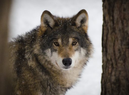Lupo nel Parco del Ticino, si cercano conferme