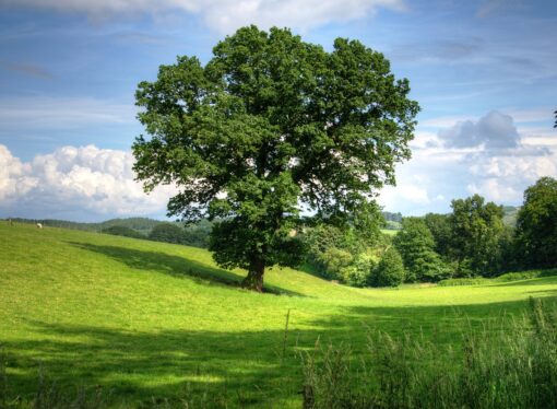 Foreste lombarde, si studia come proteggere le querce